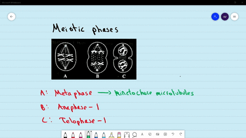 identify-the-given-figures-showing-meiotic-phases-and-select-the-correct-option-beginarrayllltext-a-