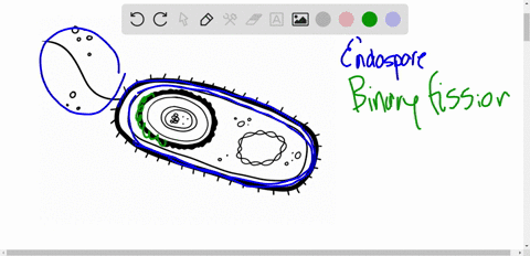 endospores-a-are-formed-by-some-viruses-b-are-extremely-durable-cells-c-are-comparable-to-the-repr-5