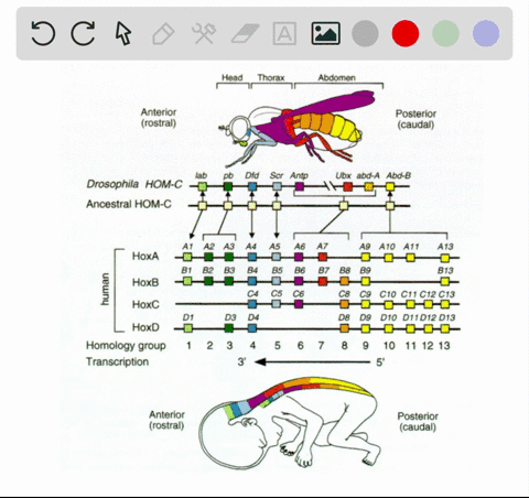 genes-involved-in-the-patterning-of-the-body-axis-that-is-in-determining-characteristics-such-as-n-2