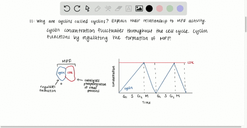 why-are-cyclins-called-cyclins-explain-their-relationship-to-mpf-activity