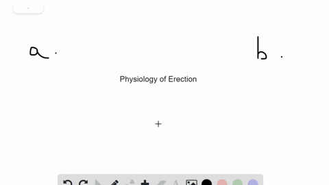 a-male-has-an-erection-when_____-a-muscles-running-the-length-of-the-penis-contract-b-germ-cells-rel