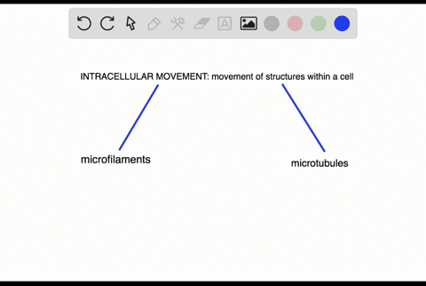 which-of-the-following-do-not-play-a-role-in-intracellular-movement-a-microfilaments-and-intermediat