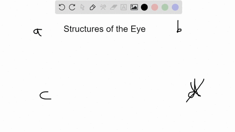 which-of-the-following-will-regulate-the-amount-of-light-entering-the-eye-a-cornea-c-iris-b-lens-d-r