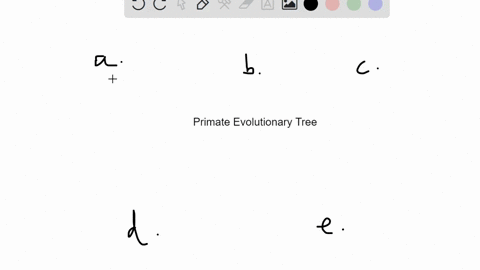 a-primate-evolutionary-tree-a-exists-only-for-humans-b-shows-the-evolutionary-relationship-among-the