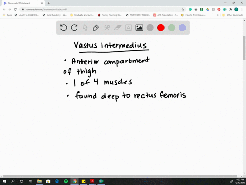 the-vastus-intermedius-muscle-is-deep-to-which-of-the-following-muscles-a-biceps-femoris-b-rectus-fe