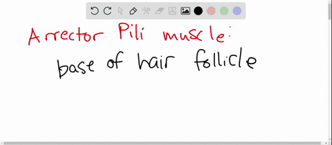 an-arrector-pili-muscle-a-is-associated-with-each-sweat-gland-b-can-cause-a-hair-to-stand-up-straigh
