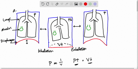 at-what-point-in-the-breathing-cycle-would-the-pleural-cavity-pressure-be-going-down-while-the-alveo