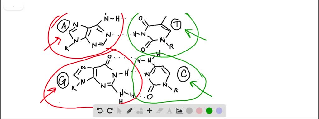 solved-what-are-the-base-pairing-rules-for-dna-a-a-g-t-c-b-a-c-t-g