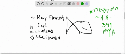 sharks-and-rays-are-___________-a-ray-finned-fishes-b-cartilaginous-fishes-c-jawless-fishes-d-lobe-f