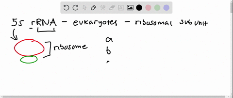 which-polymerase-is-responsible-for-the-synthesis-of-5s-rrna-a-polymerase-i-b-polymerase-ii-c-polyme