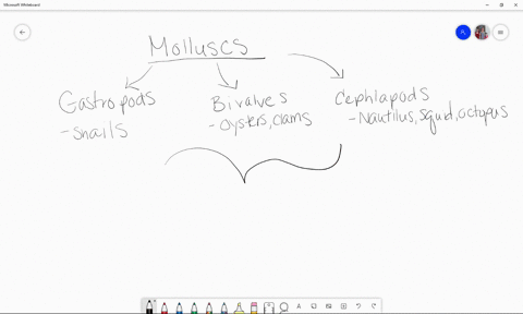 which-of-the-following-is-not-part-of-the-molluscan-body-plan-a-mantle-b-foot-c-radula-d-visceral--2