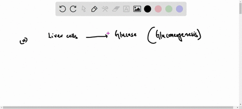 a-primary-function-of-liver-cells-is-to-synthesize-new-glucose-via-gluconeogenesis-while-working-mus
