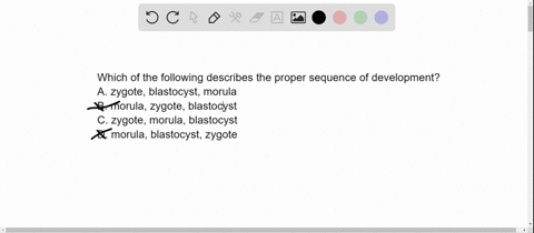 which-of-the-following-describes-the-proper-sequence-of-development-a-zygote-blastocyst-morula-b-mor