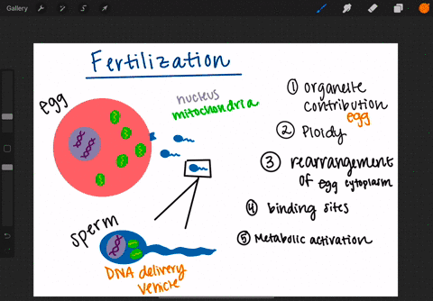 fertilization-involves-all-of-the-following-except-a-equal-contributions-of-cell-organelles-from-spe