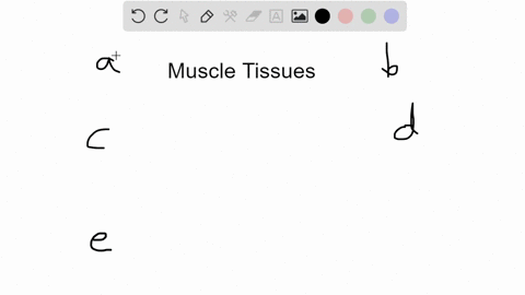 what-property-do-all-muscle-tissues-have-in-common-a-composed-of-collagen-and-elastin-filaments-b-un