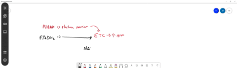 for-each-nadh-produced-from-the-citric-acid-cycle-about-how-many-atp-are-formed-a-38-b-36-c-32-d-2-3