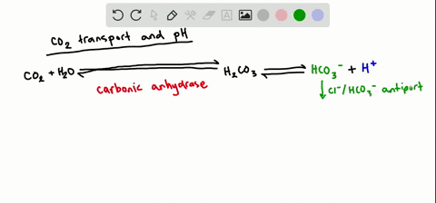 explain-how-most-carbon-dioxide-is-transported-in-the-blood-in-humans-why-dont-intense-exercise-and-