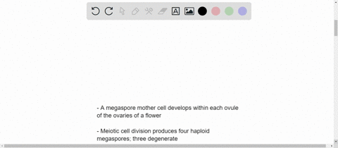 describe-the-development-of-the-female-gametophyte-in-a-flowering-plant-how-does-double-fertilizatio