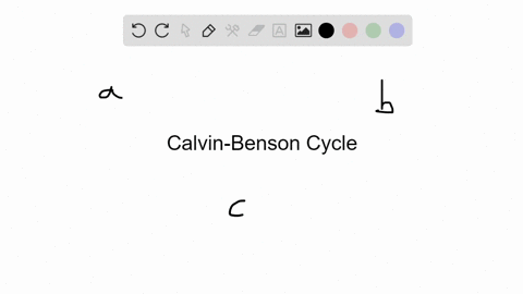 the-calvin-benson-cycle-starts-when-_______-a-light-is-available-b-carbon-dioxide-is-attached-to-rub