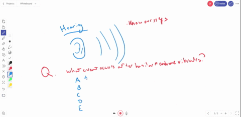 in-the-process-of-hearing-the-basilar-membrane-vibrates-which-event-occurs-next-a-tympanic-membran-5