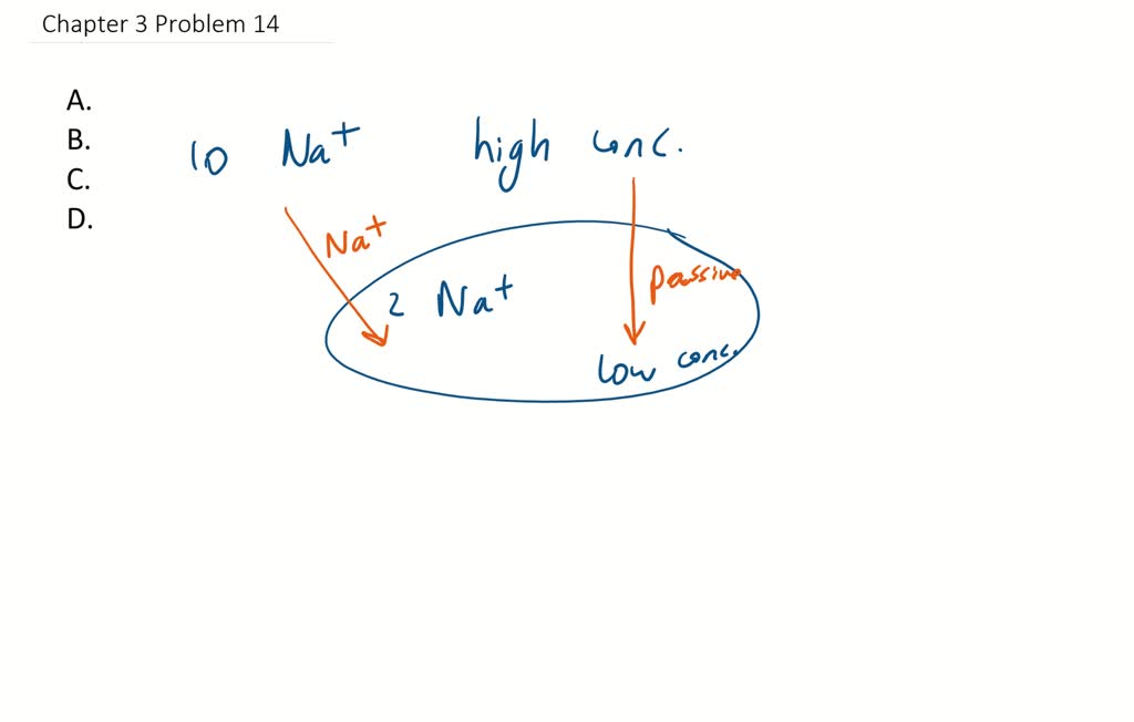 SOLVED:Active transport must function continuously because . a. plasma