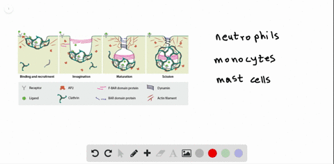 based-on-the-information-provided-which-cell-types-produce-endosomes-beginarrayltext-a-text-monocyte