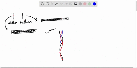 mutations-in-the-genes-encoding-collagens-often-have-detrimental-consequences-resulting-in-severel-3