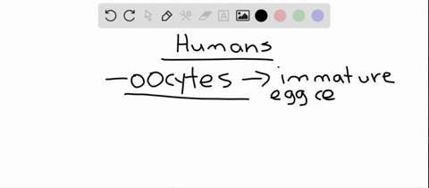which-statement-about-human-oocytes-is-true-a-by-birth-the-human-female-infant-has-produced-a-lifeti
