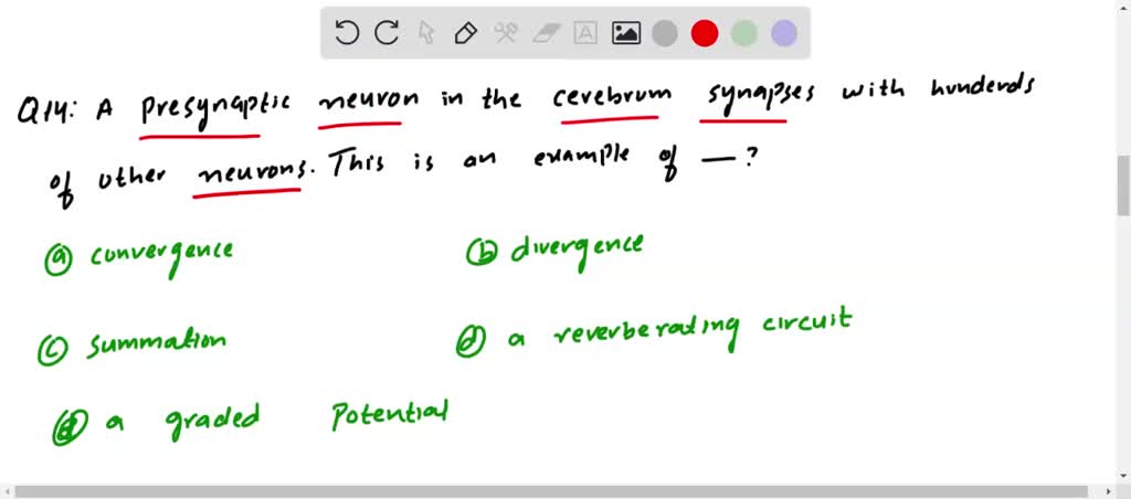 SOLVED:A Presynaptic Neuron In The Cerebrum Synapses With Hundreds Of ...