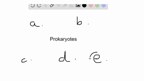 all-of-the-following-are-correct-about-prokaryotes-except-a-they-have-one-chromosome-b-they-contain-