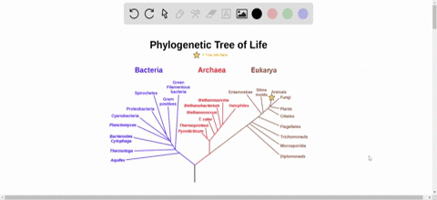 what-is-a-phylogeny-a-description-of-a-mutations-b-quad-dna-c-evolutionary-history-d-organisms-on-ea