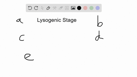 when-a-virus-enters-the-lysogenic-stage-a-the-viral-dna-is-replicated-outside-the-host-cell-b-it-e-3