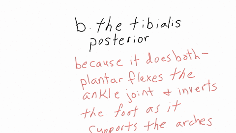 which-of-the-following-muscles-plantar-flexes-the-ankle-joint-and-inverts-the-foot-as-it-supports-th