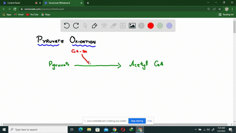 at-the-end-of-pyruvate-oxidation-but-before-the-subsequent-stages-of-cellular-respiration-which-mole