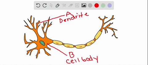 identify-the-tissue-in-the-key-that-matches-the-description-each-answer-may-be-used-more-than-once-6