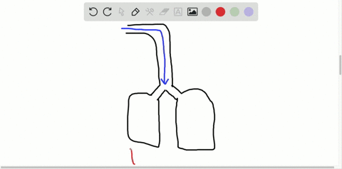 during-inhalation-_______-a-the-thoracic-cavity-expands-b-the-diaphragm-relaxes-c-atmospheric-pressu