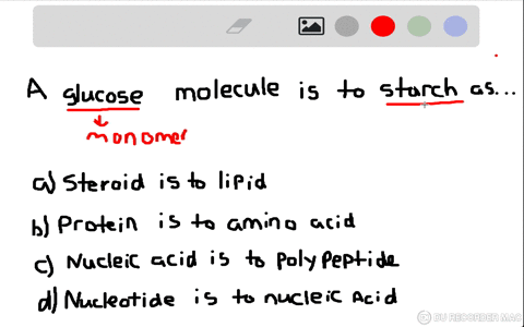 a-glucose-molecule-is-to-starch-as-explain-your-answer-a-a-steroid-is-to-a-lipid-b-a-protein-is-to-3