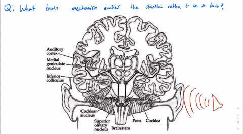 what-brain-mechanism-enables-the-startle-reflex-to-be-so-fast-4