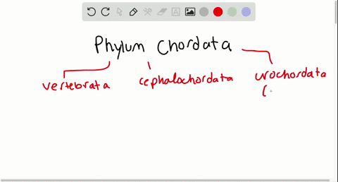 which-of-the-following-is-not-contained-in-phylum-chordata-a-cephalochordata-b-echinodermata-c-uroch
