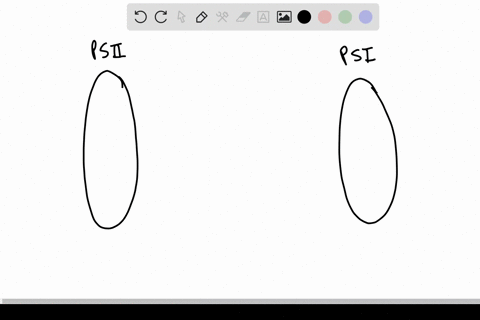 in-noncyclic-electron-flow-photosystems-i-and-ii-function-as-an-integrated-unit-what-connects-the-tw