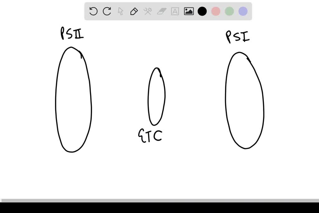 SOLVED:Explain the differences and common features of photosystems I