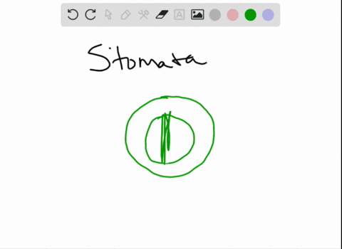 which-of-the-following-plant-structures-is-not-matched-to-its-correct-function-a-stomata-allow-gas-t