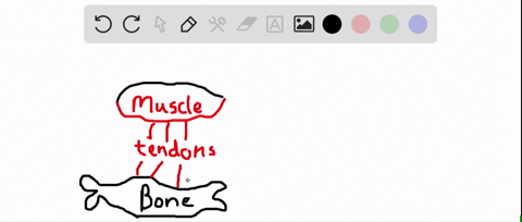 a-muscle-that-assists-an-agonist-by-causing-a-like-movement-or-by-stabilizing-a-joint-over-which-an-