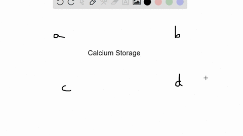 most-of-the-bodys-calcium-is-found-in-________-a-teeth-b-bone-c-plasma-d-extracellular-fluids