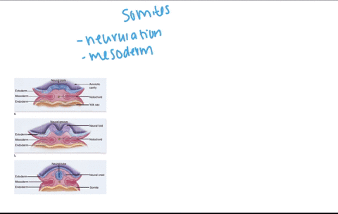 somites-a-begin-forming-at-the-tail-end-of-the-embryo-and-then-move-forward-in-a-wavelike-fashion-b-