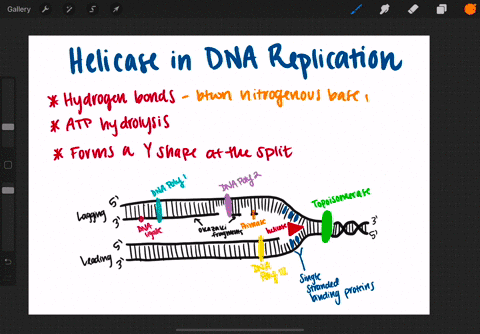 Solved:during Proofreading, Which Of The Following Enzymes Reads The Dna?  A. Dna Polymerase B. Helicase C. Topoisomerase D. Primase Solved:during Proofreading, Which Of The Following Enzymes Reads The Dna?  A. Dna Polymerase B. Helicase C. Topoisomerase D. Primase