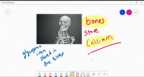 bones-contain-the-bodys-main-store-of-_______-a-iron-b-calcium-c-blood-cells-d-glycogen