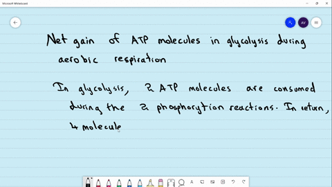 the-net-gain-of-atp-molecules-in-glycolysis-during-aerobic-respiration-is-a-0b-2c-4d-8