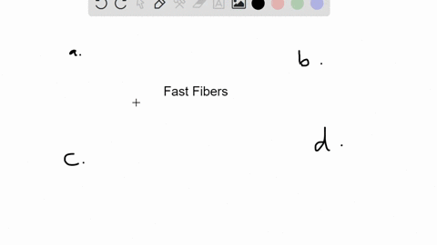 which-of-the-following-statements-is-true-a-fast-fibers-have-a-small-diameter-b-fast-fibers-contain-