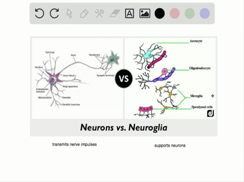 the-cells-responsible-for-the-transmission-of-the-nerve-impulse-are-_______-a-neurons-b-oligodendroc